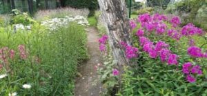 Juliblüte