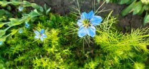 Jungfer im Grünen, Nigella damascena