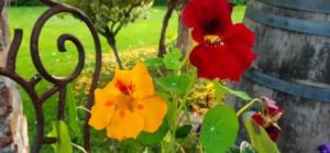 Kapuzinerkresse, Tropaeolum spec.