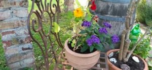Dekoration im Garten Kapuzinerkresse mit Vanilleblume, Heliotropium arborescens