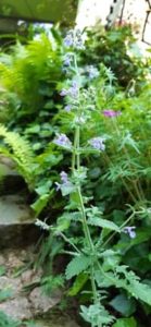 Katzenminze, Nepeta fassenii