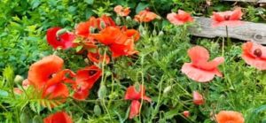Klatschmohn, Papaver rhoeas