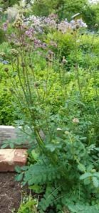 Kleiner Wiesenknopf, Sanguisorba minor Blüte