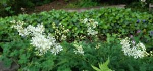 Kleines Mädesüß, Filipendula vulgaris