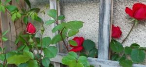 Kletterrose, Rosa spec.