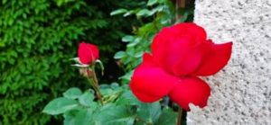 Kletterrose rot
