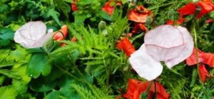 Klatschmohn