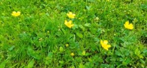 Kriechender Hahnenfuß, Ranunculus repens