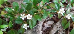 Kriechmispel, Cotoneaster radicans