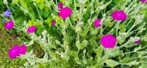 Kronen Lichtnelke, Silene coronaria