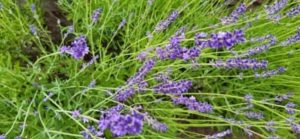 Lavendel, Lavandula angustifolia