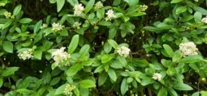 Liguster, Ligustrum vulgara