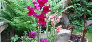 Löwenmäulchen, Antirrhinum i.S.