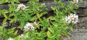 Majoran, Origanum majorana