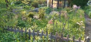 Blütenvielfalt im Juni Nutzgarten im Juni