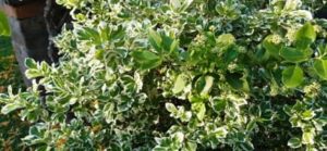 Pfaffenhütchen, Euonymus fortunei