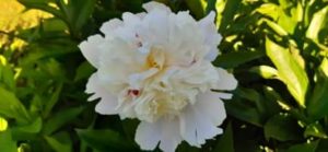 Pfingstrose, Paeonia lactiflora `Festiva Maxima`