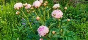 Pfingstrose, Paeonia lactiflora `Sarah Bernhardt`