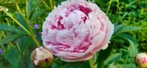 Pfingstrose `Sarah Bernhardt`