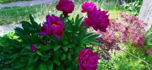 Pfingstrose rot-gelb, Paeonia spec.