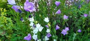 Pfirsichblättrige Glockenblume, Campanula persicifolia