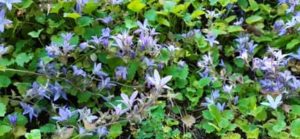 Polsterglockenblume, Campanula poscharskyana