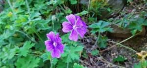 Pracht Storchschnabel, Geranium platypetalum