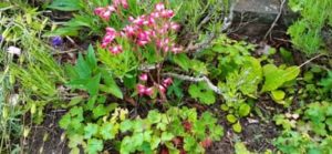Purpurglöckchen, Heuchera sanguinea