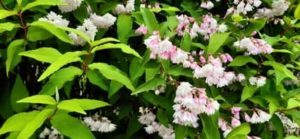 Raue Deutzie, Sternchenstrauch, Deutzia scabra