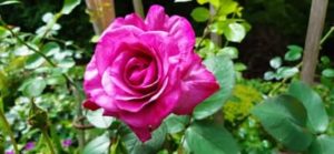 Rose mit Pfirsichduft