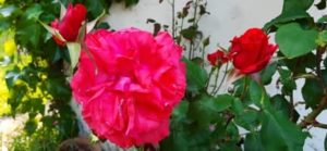 Rose rot, Rosa spec. stark duftend