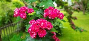 Rotdorn Blüte