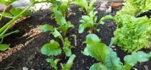 Rote Beete wächst relativ schnell im Hochbeet Rote Beete Hochbeet