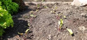 Noch sehr zarte Rote Beete Pflänzchen Rote Beete ins Hochbeet