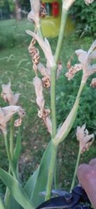 Die Blätter bleiben stehen Rückschnitt Irisblüte