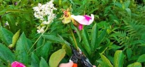 Nur die verblühten Blüten werden jetzt heraus geschnitten Rückschnitt Pfingstrosenblüte