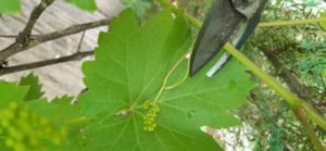 Rückschnitt der langen Triebe über dem Weinrebenansatz Rückschnitt der Weintriebe
