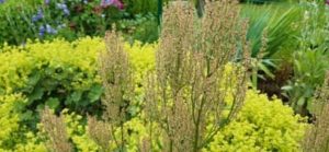 Sauerampfer, Rumex acetosa