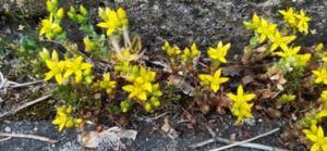 Scharfer Mauerpfeffer, Sedum acre