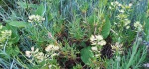 Verblühte Schleifenblumen jetzt herausschneiden Schleifenblume verblüht