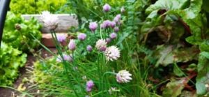 Schnittlauch, Allium schoenoprasum Blüte