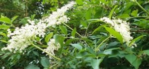 Schwarzer Holunder, Sambucus nigra