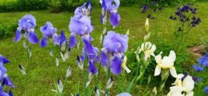 Schwertlilie, Iris i.S.