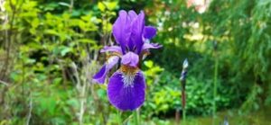 Sibirische Schwertlilie, Iris sibirica