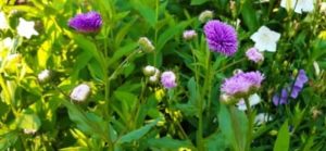 Sommeraster, Aster spec.