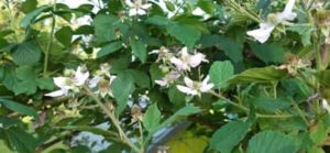 Stachellose Brombeere, Rubus fruticosus spec