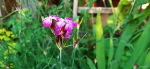 Steinnelke, Dianthus carthusianorum