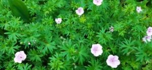 Storchschnabel, Geranium sanguineum