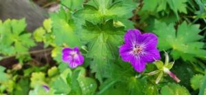 Storchschnabel, Geranium spec.