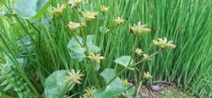Die Blätter bleiben stehen, Fruchtansätze schneidet man raus Sumpfdotterblume verblüht